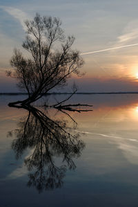 Tree by sea against sky during sunset