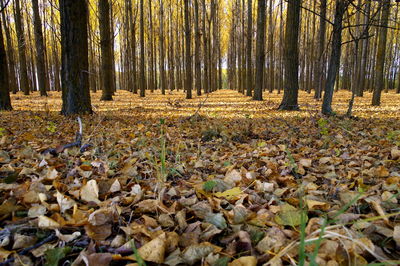 Trees in forest during autumn