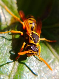 Close-up of insect