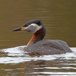 Close-up of duck swimming in lake