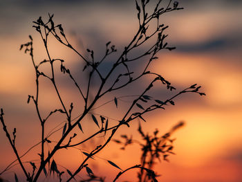 Close-up of silhouette plant against sunset sky