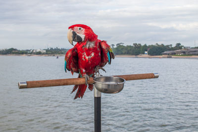 Red bird perching on a sea