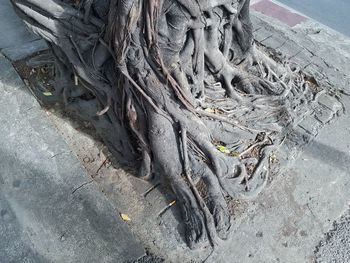 High angle view of tree trunk on sand