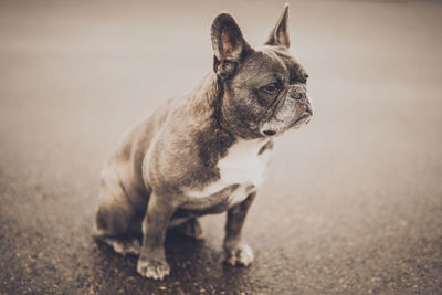 Close-up of boston terrier sitting outdoors