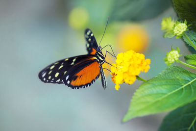 Close-up of butterfly pollinating on flower