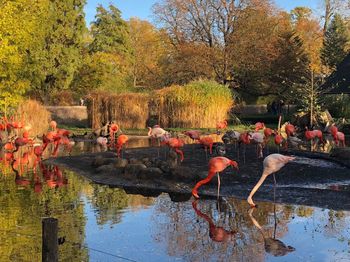 View of birds on lake during autumn