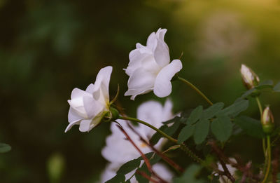 Close-up of white rose