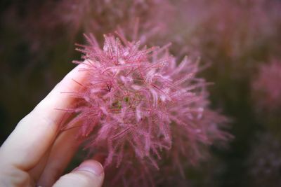 Close-up of pink flower