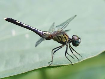 Close-up of insect