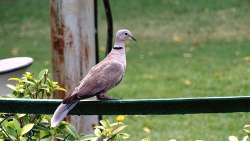 Close-up of bird perching on grass