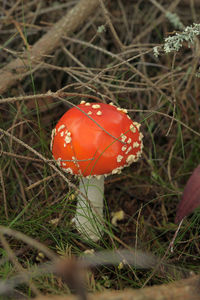 Close-up of fly agaric mushroom on field