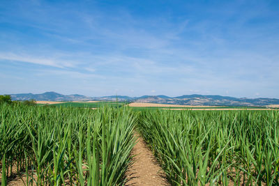 Scenic view of agricultural field against sky