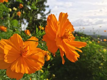 Close-up of orange day lily blooming outdoors