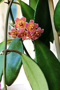 Close-up of pink flowers blooming outdoors