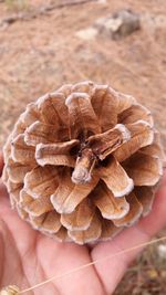 Close-up of hand holding wild flower