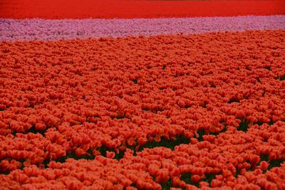 Full frame shot of red flowering plants on field