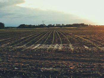 Scenic view of agricultural field against sky