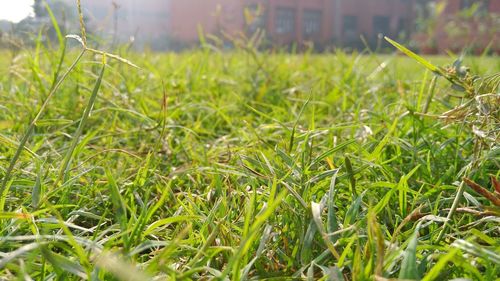 Close-up of plants growing on field