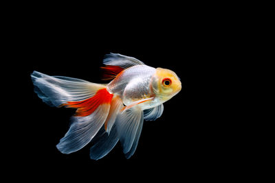 Close-up of fish underwater