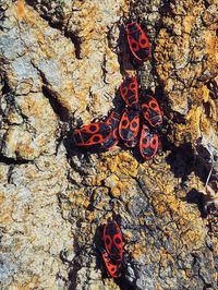 High angle view of butterfly on rock