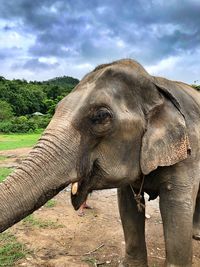 Close-up of elephant on field