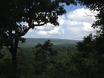 Scenic view of forest against sky