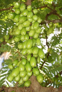 Close-up of fruits on tree