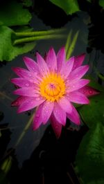 Close-up of wet pink lotus blooming outdoors