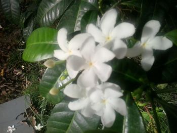 Close-up of white flowers