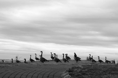 Seagulls perching on land against sky