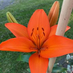 Close-up of orange lily