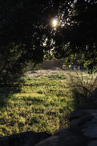 Trees growing on field against sky