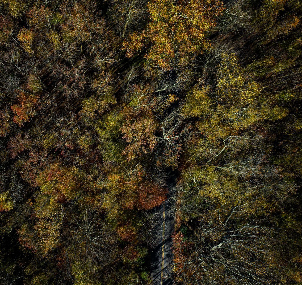 HIGH ANGLE VIEW OF TREES IN FOREST DURING AUTUMN