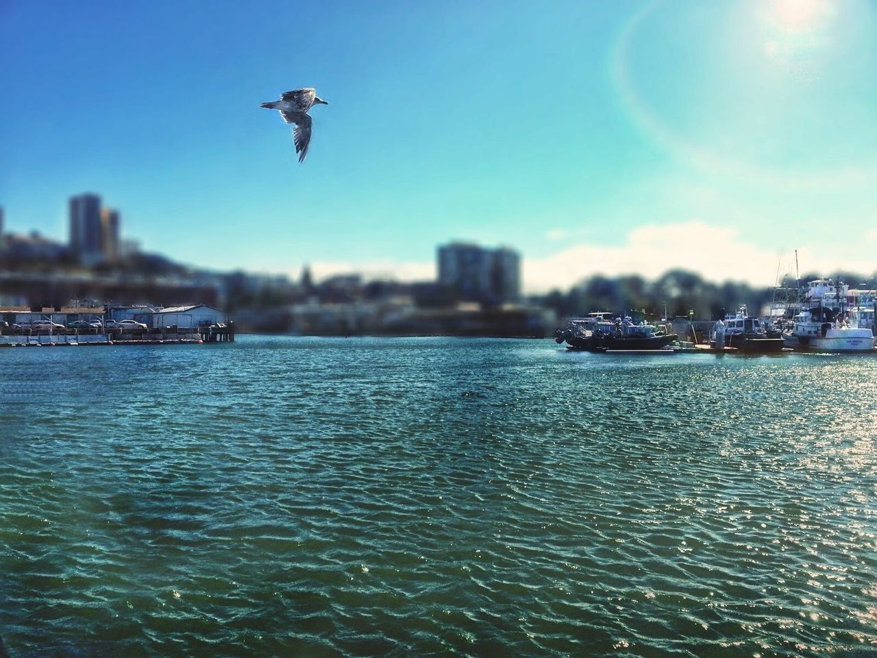 BIRD FLYING OVER CITY