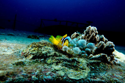 View of fish swimming in sea