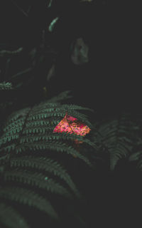 Close-up of red flower in the dark