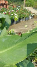 Close-up of insect on leaf