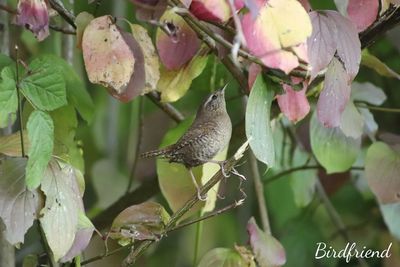 Close-up of bird perching on a plant