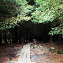 Trees in forest