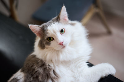 Close-up portrait of white cat