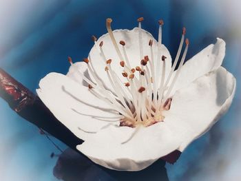 Close-up of white cherry blossom