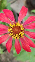 Close-up of pink flower