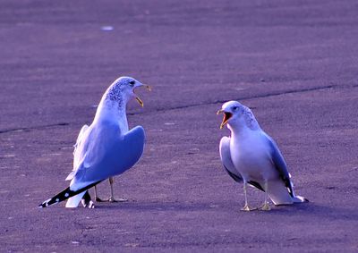 Two seagulls on the ground