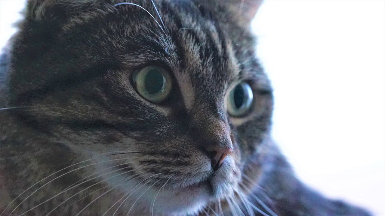 CLOSE-UP OF A CAT LOOKING AWAY