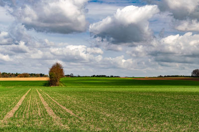 Scenic view of agricultural field against sky