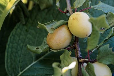 Close-up of sapodilla fruits growing on tree