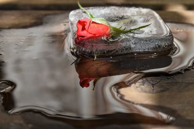 Close-up of ice cream in water