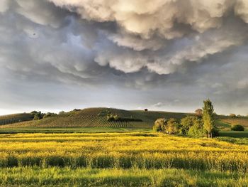 Scenic view of field against sky