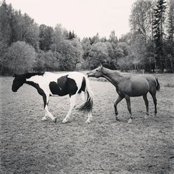 Horses standing on field