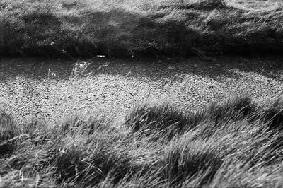 Full frame shot of trees on field